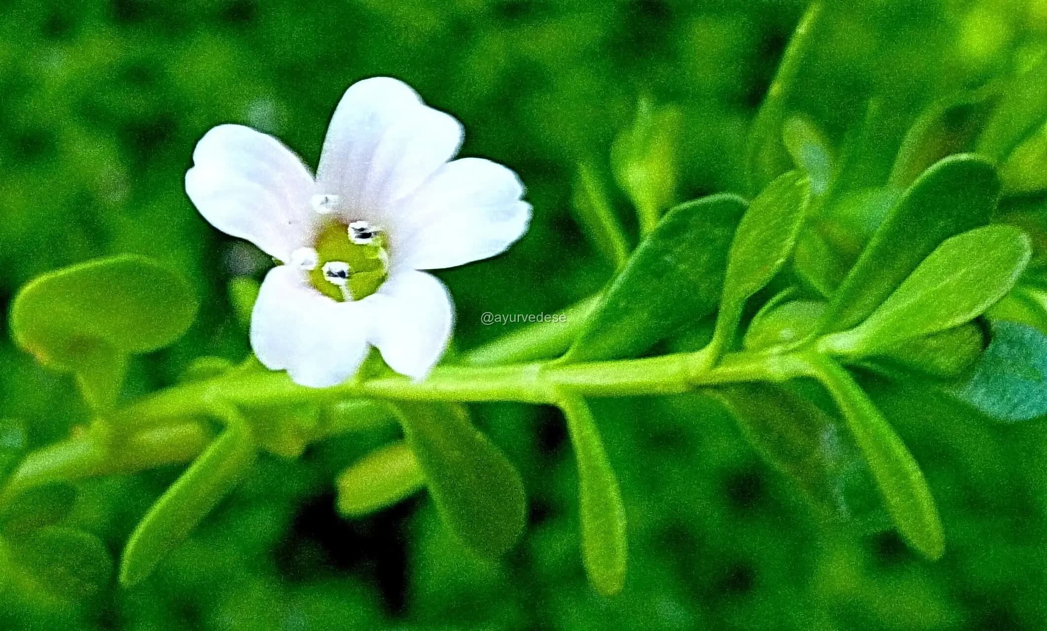 Brahmi / Bacopa