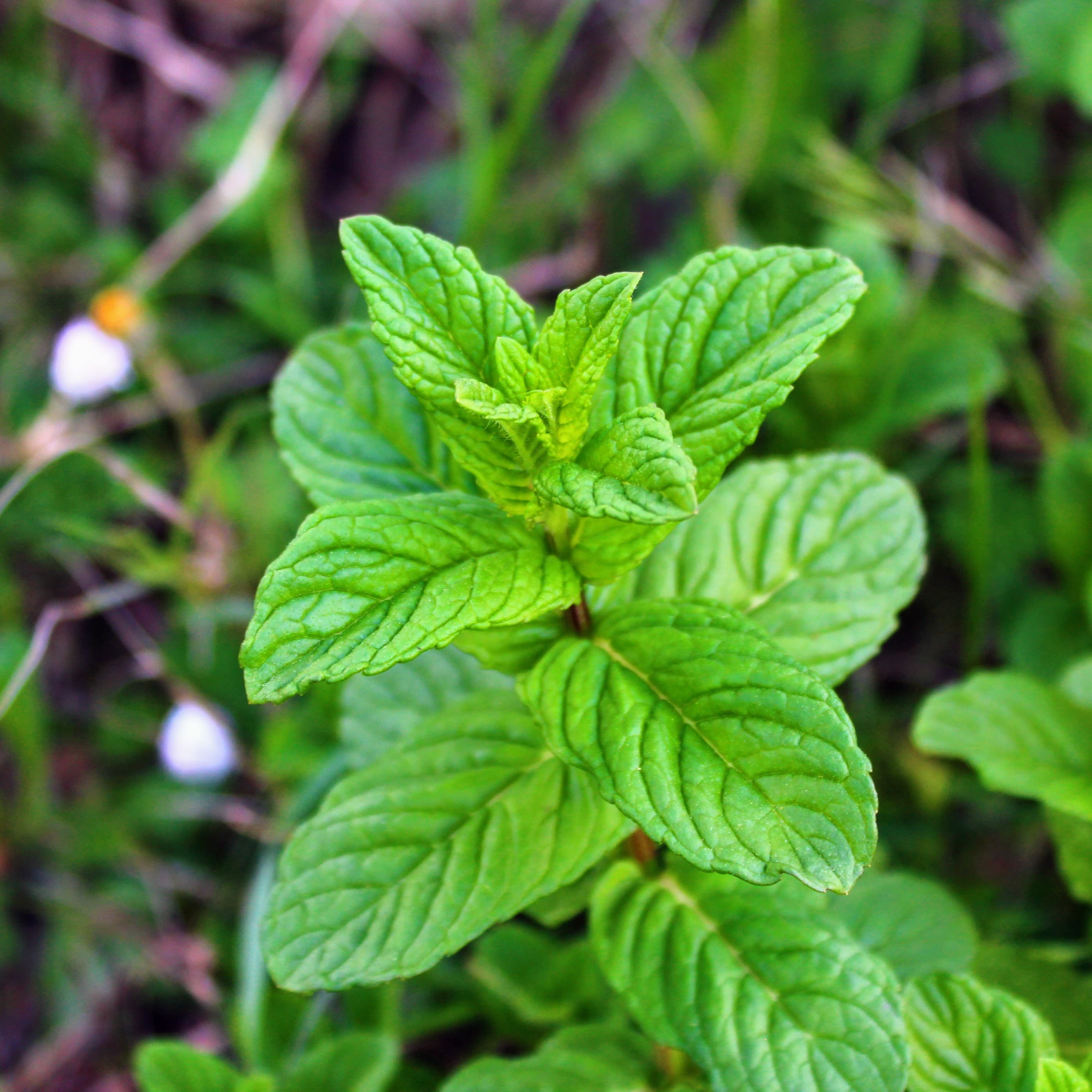 Menta